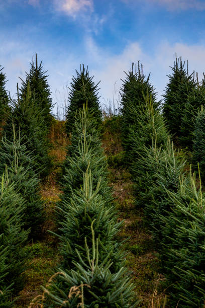 istock Christmas tree farm in Virginia 1557018372