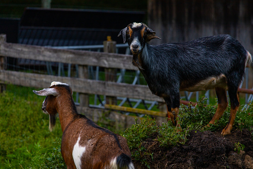 Goats on the Virginia farm