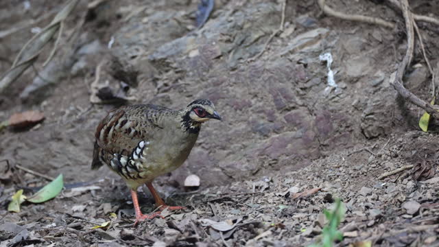 Partridge Bird : adult Bar-backed partridge (Arborophila brunneopectus), also known as Brown-breasted hill-partridge.