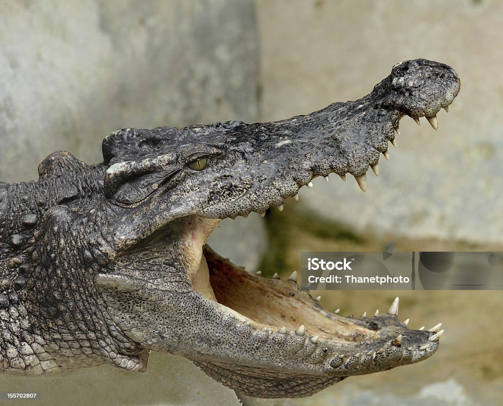 Crocodile open mouth gros plan - Photo de Animaux à l'état sauvage libre de droits