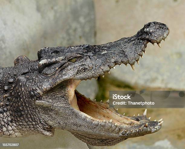 Photo libre de droit de Crocodile Open Mouth Gros Plan banque d'images et plus d'images libres de droit de Animaux à l'état sauvage - Animaux à l'état sauvage, Bouche des animaux, Crocodile