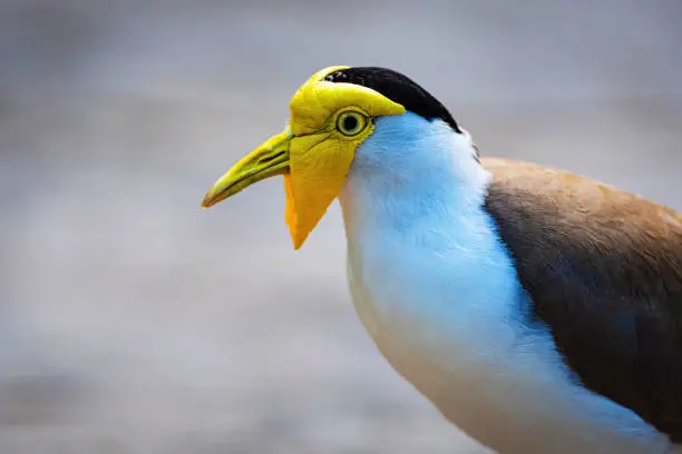 Portrait of a masked lapwing