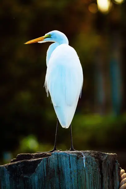 Great egret in Florida