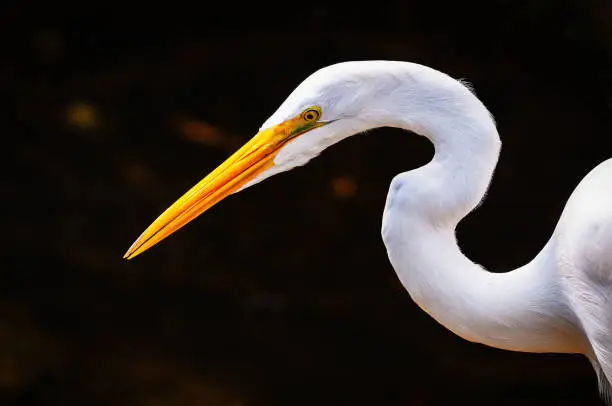 Great egret hunting for food