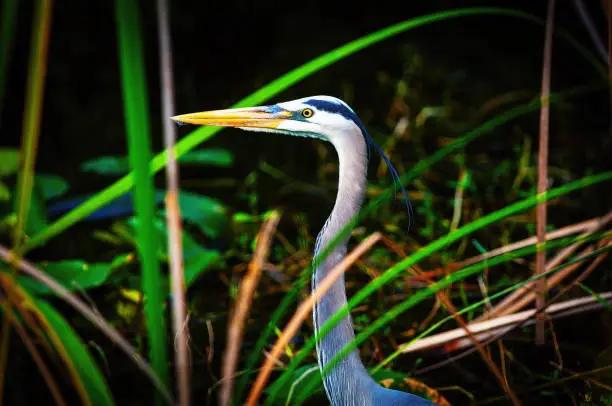 Great blue heron among the reeds
