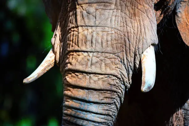 Up close of an elephant's tusks