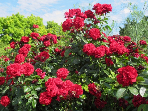 Beautiful Bright Colourful Red Roses Blooming In The Rose Garden