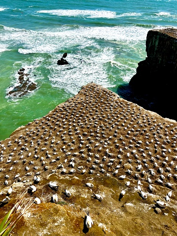 Gannet Colony at Muriwai Beach - Auckland - North Island - New Zealand