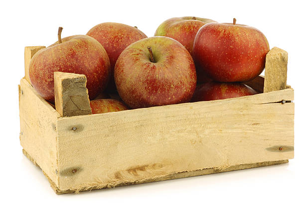 istock Traditional Dutch apples called "goudrenet" 155713558