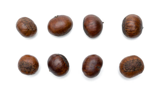 istock roasted chestnut isolated on white background 1557140070