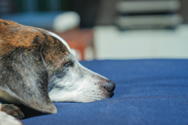 Close up detail of a white muzzled senior beagle mix dog sleeping in the sunshine