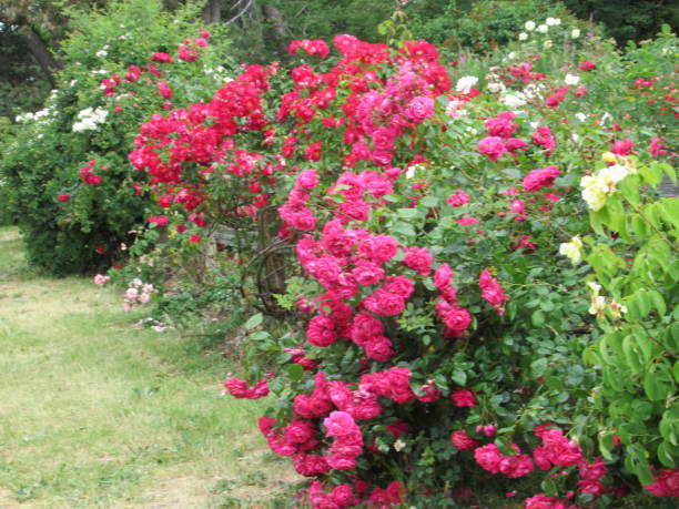 istock Beautiful Bright Colourful Red Roses 1557141119