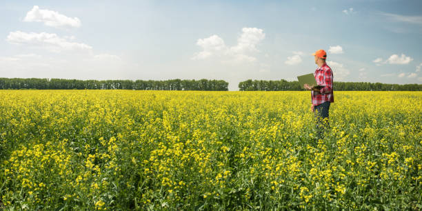 istock Farmer man with laptop in rapeseed field. Banner with copy space. 1557156903