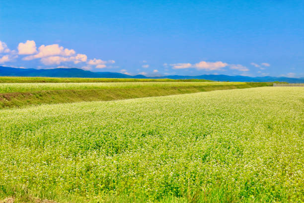 Terraced fields of buckwheat