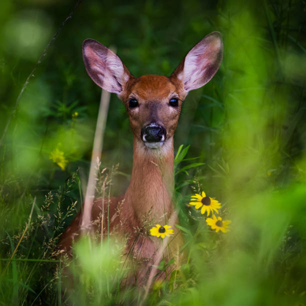 istock Alert Fawn 1557165820