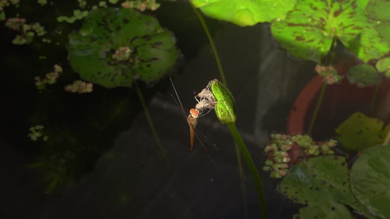 dragonfly after molting