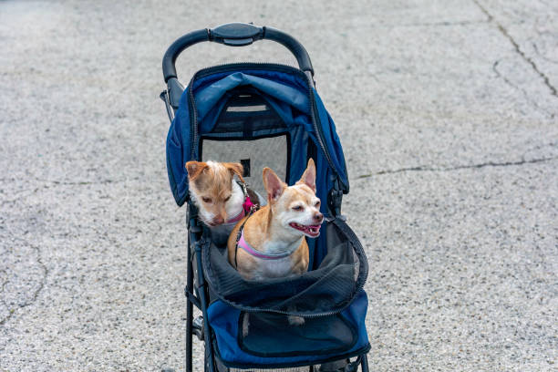 istock Two small dogs in a dog carriage 1557170504