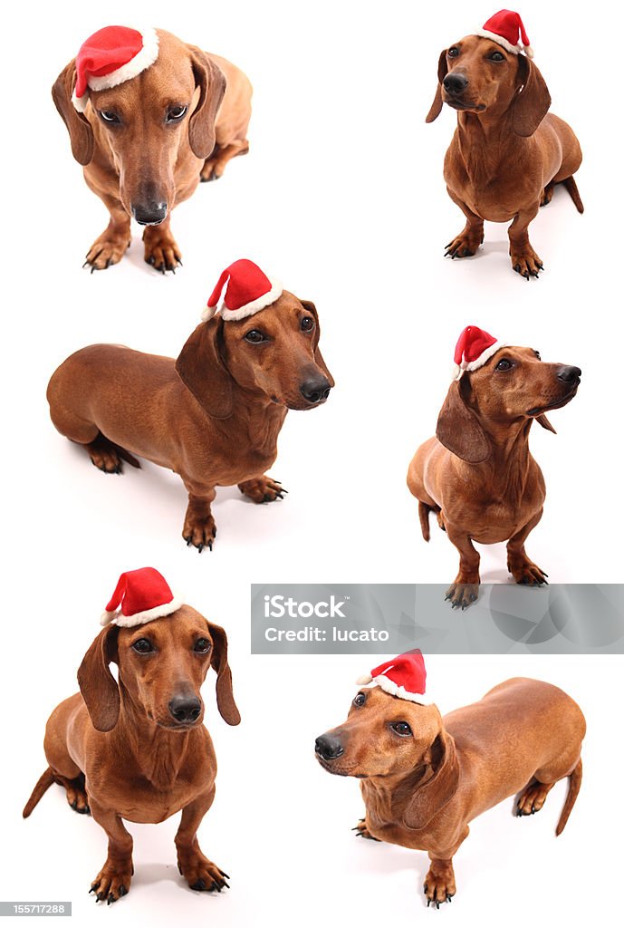 Santa's conjunto de Cães - Royalty-free Animal Foto de stock