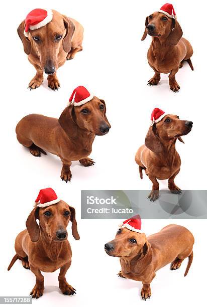 Santas Conjunto De Cães - Fotografias de stock e mais imagens de Animal - Animal, Animal de Estimação, Cachorrinho