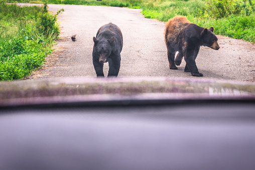 Bear approaching a passenger vehicle