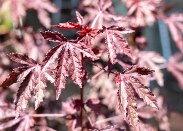 エイサーパルマタムイロハモミジの木の赤い紫がかった葉。セレクティブフォーカス - autumn japanese maple maple tree selective focus ストックフォトと画像