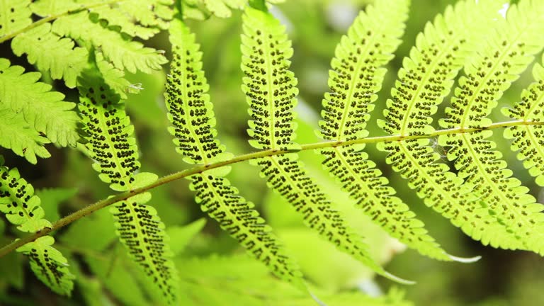 Forest moss and plant with natural wind. Fern leaves Close up swaying in the wind. Fern plants in forest. Beautiful fern leaf texture in nature.Natural background. Concept enjoy the relaxing nature.