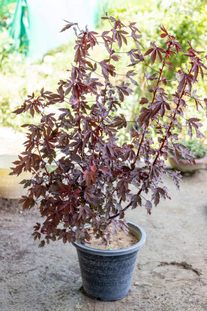 鍋の赤いカエデの小さな木 - autumn japanese maple maple tree selective focus ストックフォトと画像