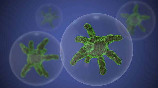 Bacteria virus or germs microorganism cells Bacteria are single-celled microorganisms that are found virtually everywhere on Earth. They have a wide range of shapes and sizes and can be either beneficial or harmful to humans. Beneficial bacteria are essential for processes like digestion and nutrient recycling in the environment. However, some bacteria can cause diseases, such as strep throat, tuberculosis, or food poisoning. It's important to note that while bacteria, viruses, and germs can sometimes cause harm, many microorganisms are beneficial and play critical roles in ecological balance, nutrient cycling, and other essential processes. Understanding these microorganisms and their impact on health and the environment is crucial for maintaining overall well-being. antiviral drug stock pictures, royalty-free photos & images
