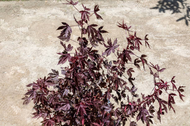 日本の火の茂みエイサーパルマタムカエデの木の鉢植え - autumn japanese maple maple tree selective focus ストックフォトと画像