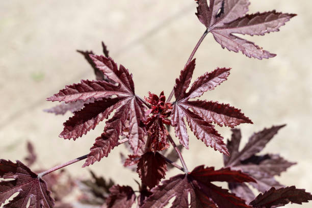 zbliżenie na roślinę klonu czerwonego z selektywnym ustawianiem ostrości - autumn japanese maple maple tree selective focus zdjęcia i obrazy z banku zdjęć