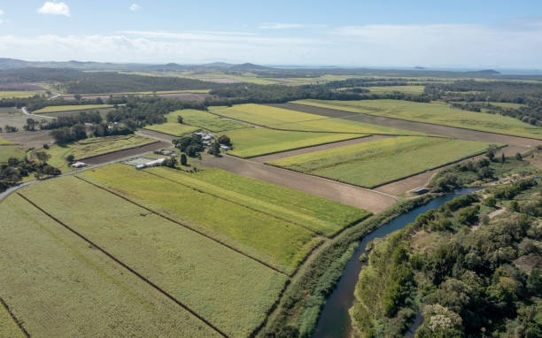 istock sugar cane crops ready for harvest. 1557210685