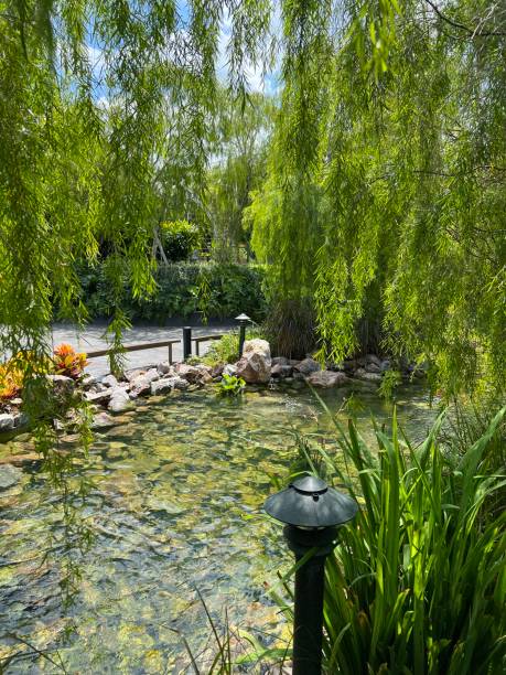 istock Green and pond at the park 1557212848