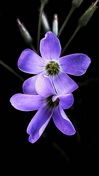 istock Beautiful purple flowers on a black background 1557224803