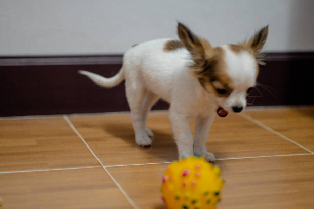 Puppies are having fun playing in the room.