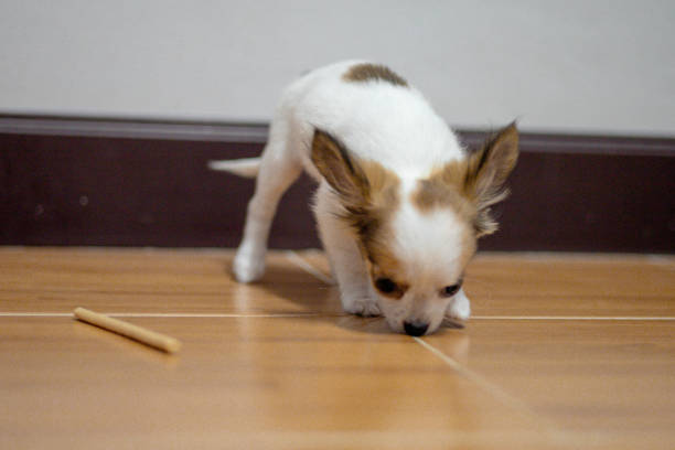 istock Puppies are having fun playing in the room. 1557236427