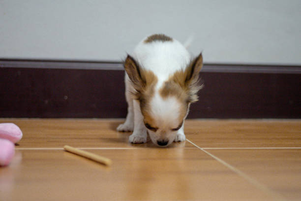 istock Puppies are having fun playing in the room. 1557236933