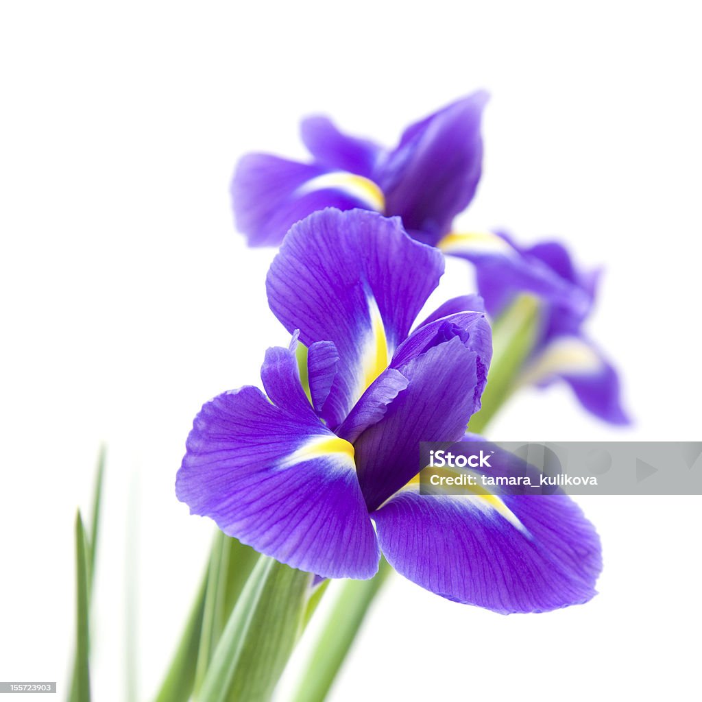 dark purple iris beautiful dark purple iris flower isolated on white background; Iris - Plant Stock Photo