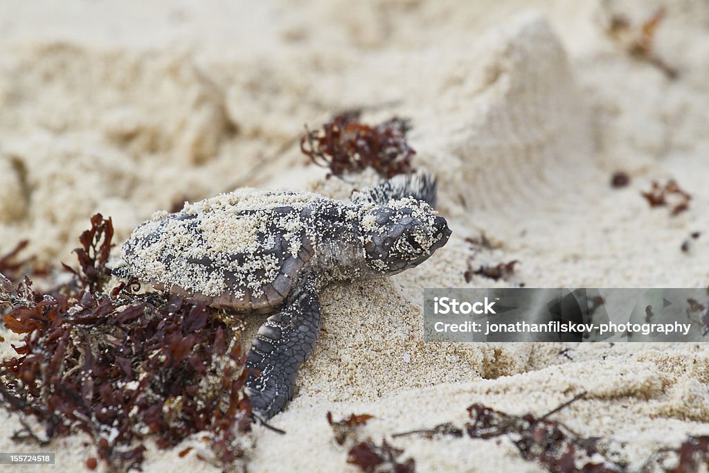 Bebé sea turtle lucha - Foto de stock de Cozumel libre de derechos
