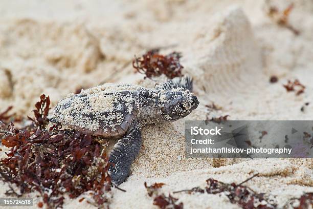 Baby Żółwiowy Walka - zdjęcia stockowe i więcej obrazów Cozumel - Cozumel, Żółw morski, Ameryka Łacińska