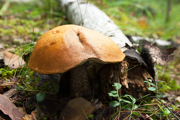 istock Orange Birch Bolete (Leccinum versipelle) mushroom 155725022