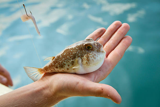 Fugu fish Fugu fish caught while fishing in Siam Bay balloonfish stock pictures, royalty-free photos & images