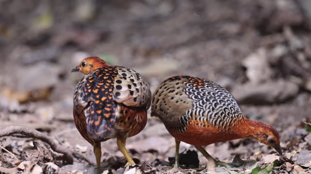 Partridge bird : a small flock of adult Ferruginous partridge (Caloperdix oculeus).