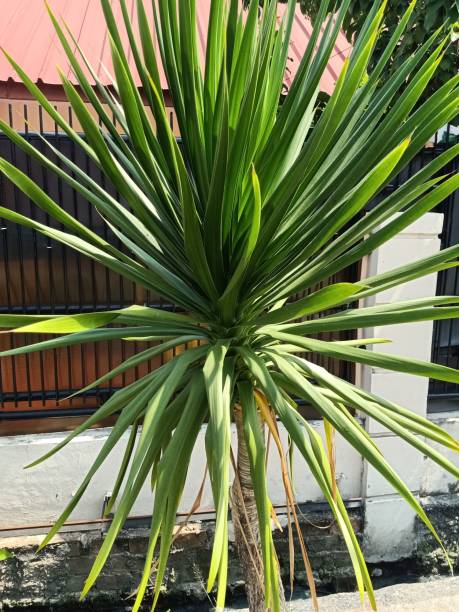 istock Close up of cambodian dragon tree 1557265404