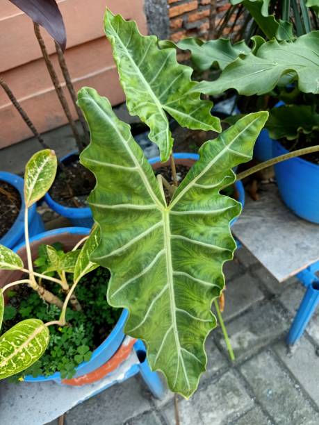 istock Close up of kris plant 1557265540