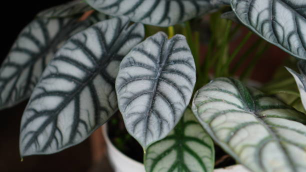 istock Dragon Scale Alocasia 1557266805