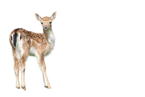 istock Running Scandinavian baby deer, white background 1557273184