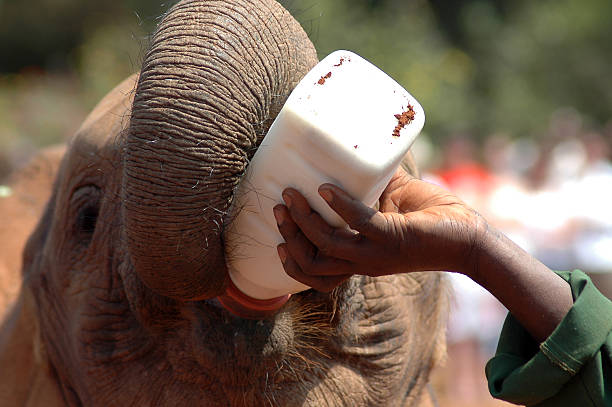 istock Baby elephant being fed milk 155727499