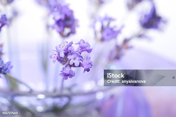 Lavender Flowers Stock Photo - Download Image Now - Close-up, Decoration, Extreme Close-Up