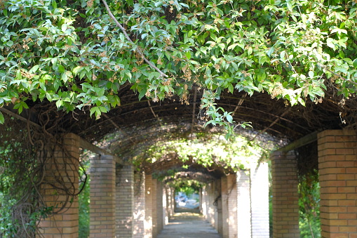 Green plants covering a beautiful outdoor corridor in a public nature urban park
