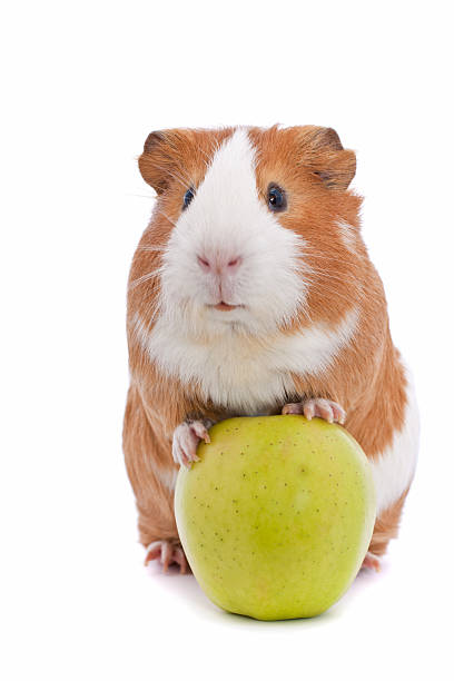 guinea pig with green apple stock photo